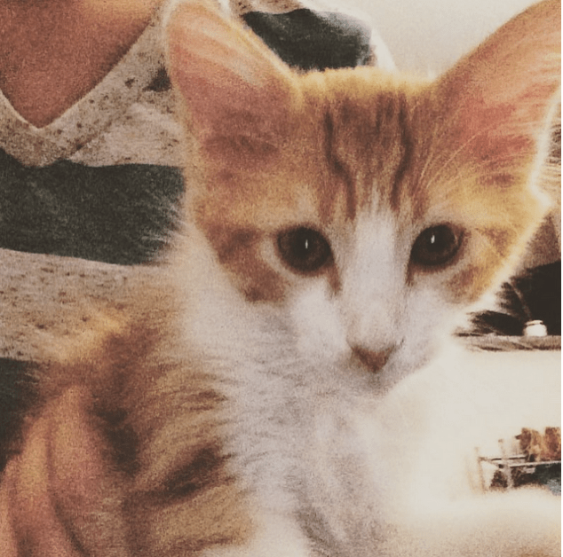 Screen shot 2015-08-02 at 10.48.52 PM