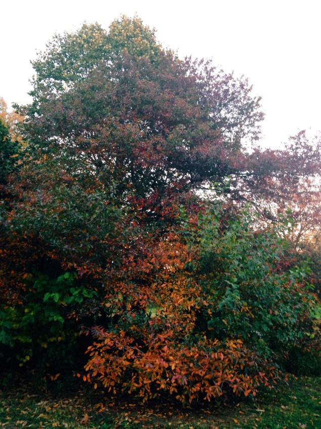 Processed with VSCOcam with c3 preset