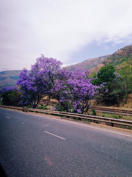 ...Spring in Southern Africa!!