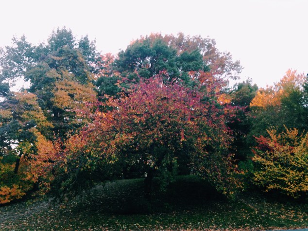 Processed with VSCOcam with c1 preset