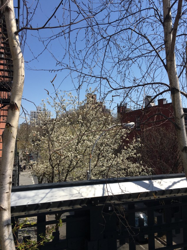 Spring Blooms from the High Line, New York City