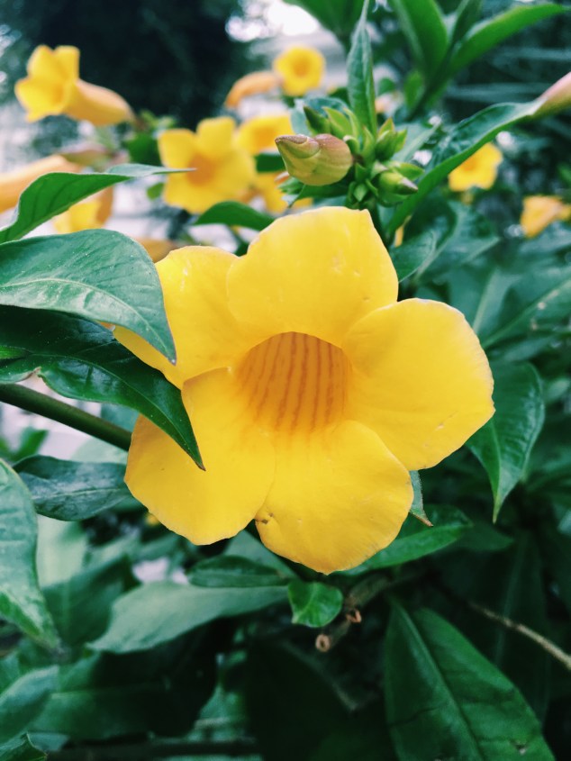 Flower at the New York Botanical Garden