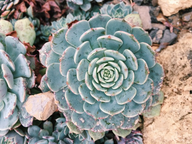 Flower at the New York Botanical Garden