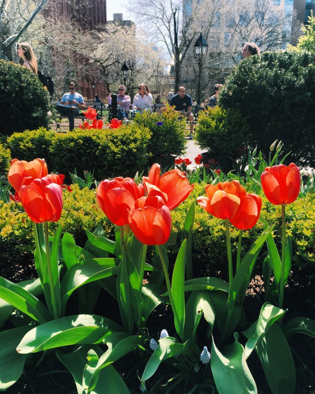 Tulips in Washington Square, New York City
