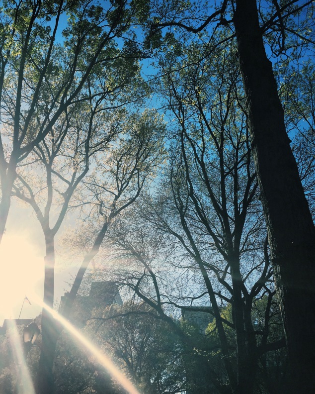 Sun shining through the trees in Union Square, New York City