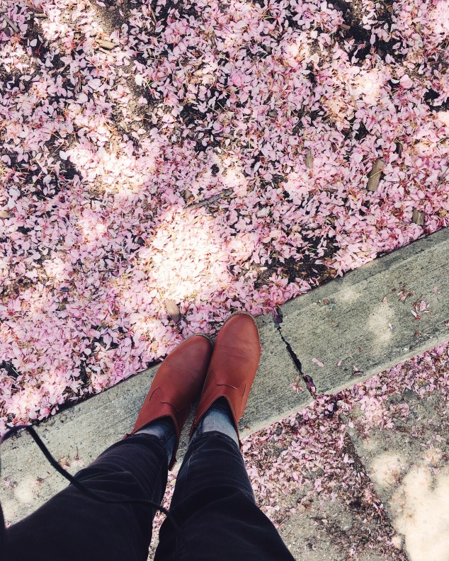Cherry Blossoms in Greenwich Village, New York City
